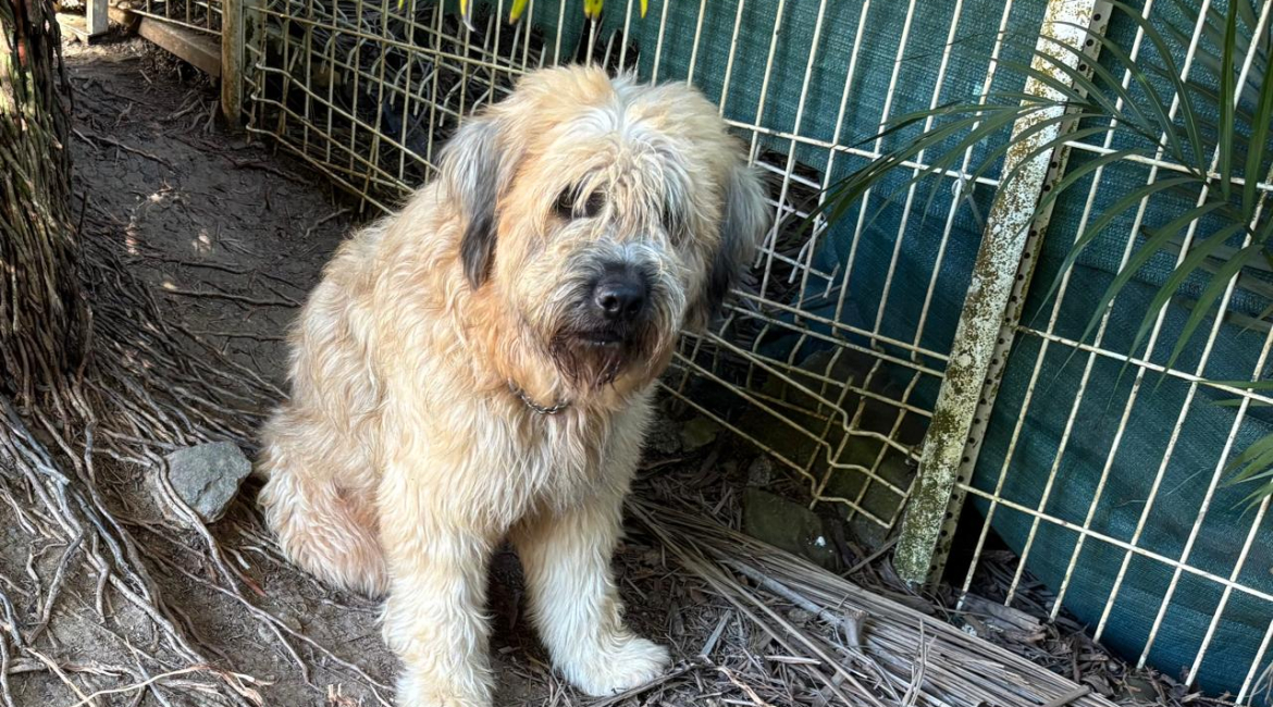 Chiens à adopter